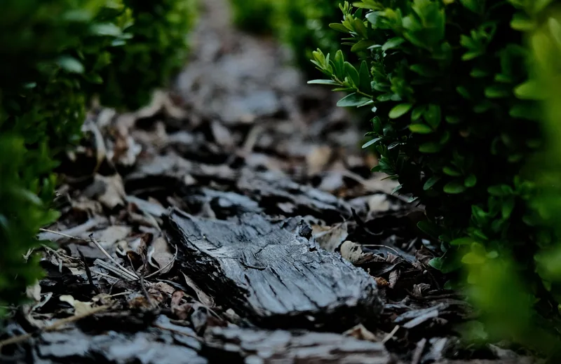 Bark mulch between green garden shrubs